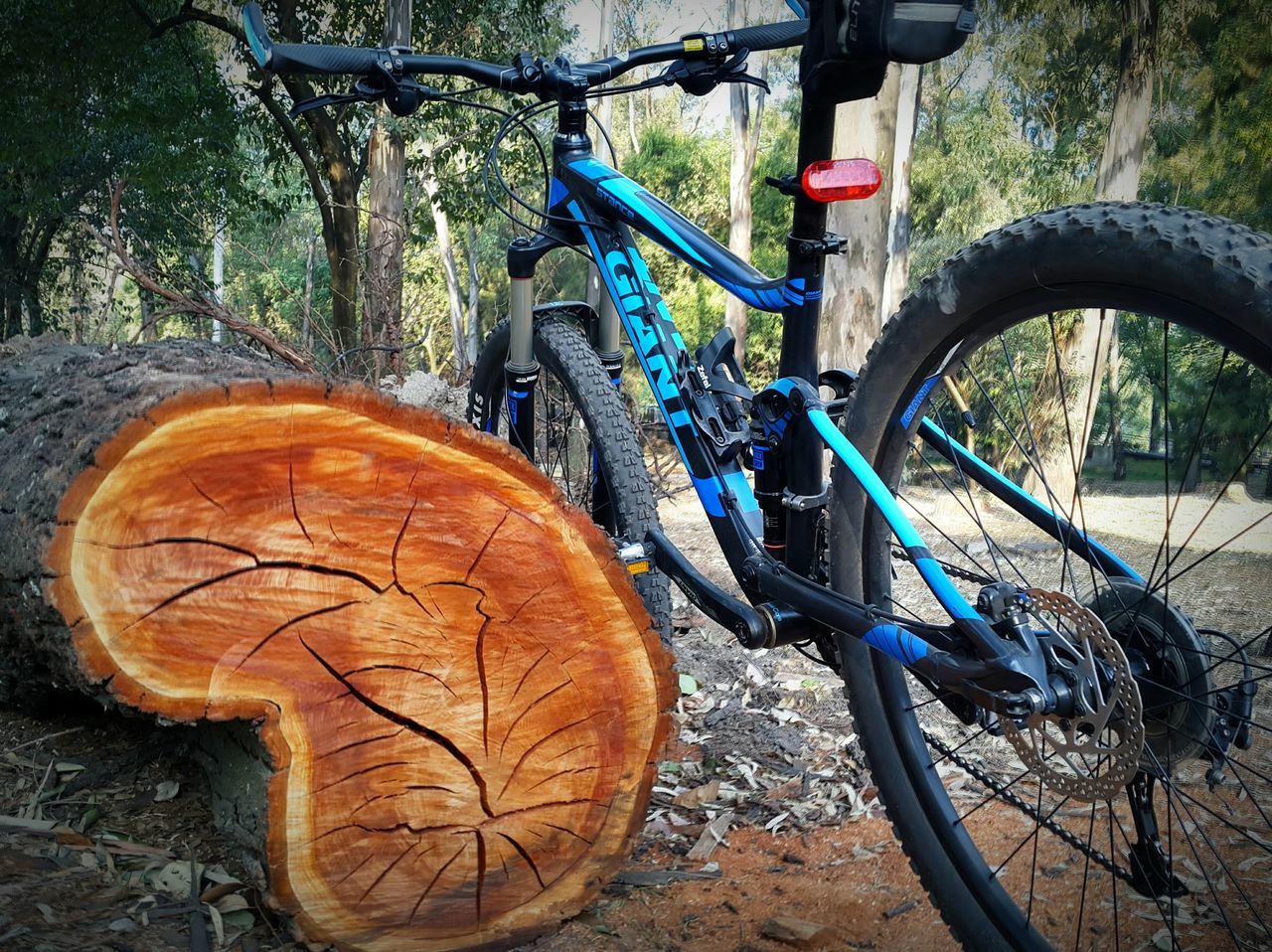 tree, wood - material, tree trunk, no people, day, creativity, absence, sunlight, outdoors, art and craft, nature, art, bicycle, built structure, multi colored, tranquility, branch, growth, park - man made space, wheel