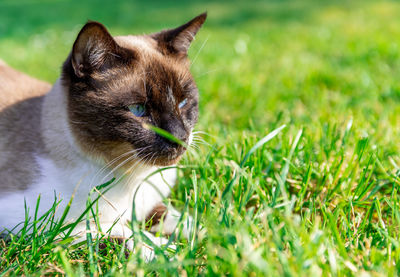 Cat looking away on field