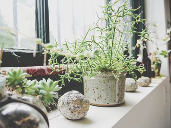 Close-up of potted plant on table in greenhouse