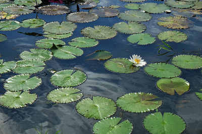 High angle view of lily pads in lake