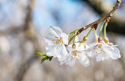 Close-up of cherry blossoms in spring