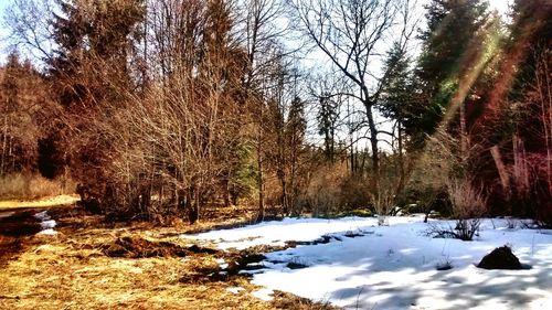 Snow covered trees in forest