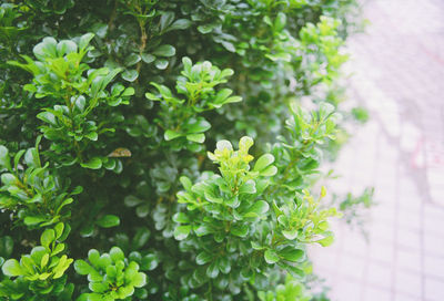 High angle view of flowering plants at home