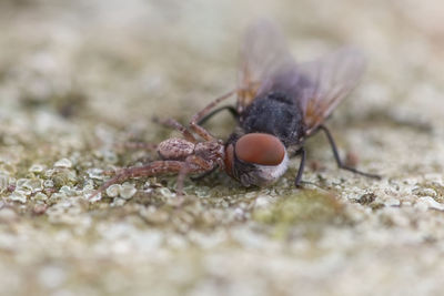 Close-up of insect on rock