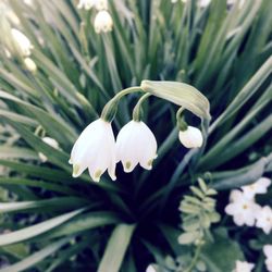 Close-up of white flower blooming outdoors