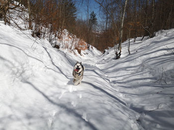 Siberian husky on the run