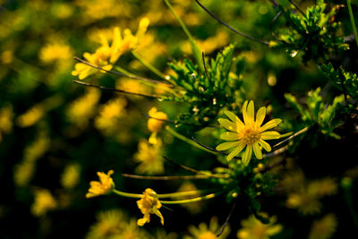 Close-up of yellow flowers against blurred background