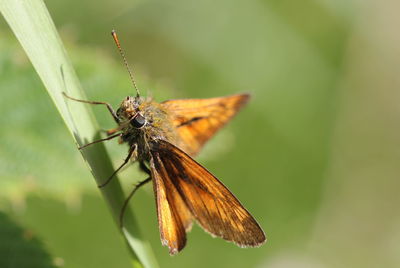 Close-up of insect