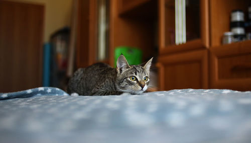 Portrait of a cat on bed at home