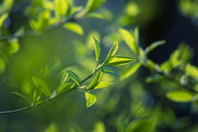 Fresh, green leaves of a bird cherry tree during spring.