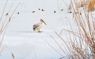 Pelican perching on snow field