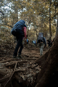 Rear view of people walking in forest