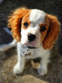 Close-up portrait of puppy