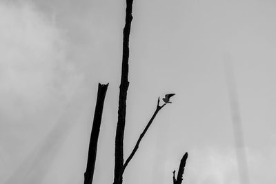 Low angle view of bird perching on a tree