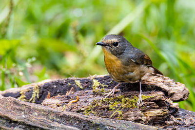 Close-up of bird perching on tree