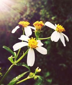 Close-up of yellow flowers blooming outdoors