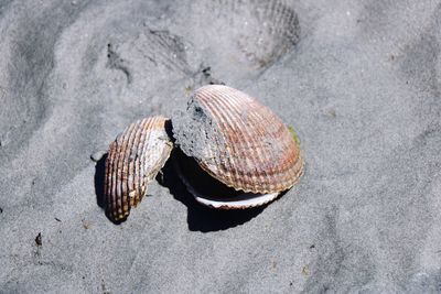 High angle view of seashell on sand at beach