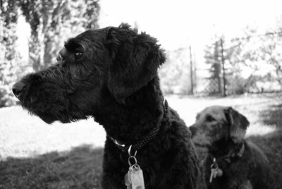 Dog looking away on field