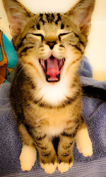 Close-up of cat yawning