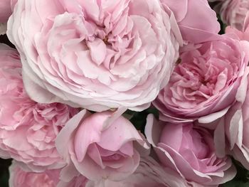 Close-up of pink roses