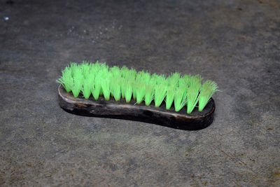 High angle view of leaf on plant
