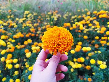 Close-up of hand holding yellow flower