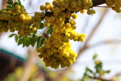 Close-up of grapes growing in vineyard