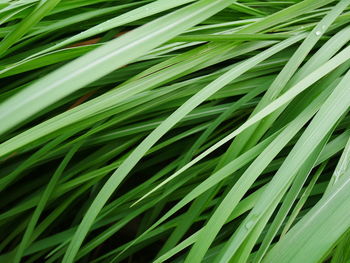 Full frame shot of palm tree