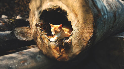 Portrait of cat lying outdoors