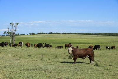 Horses grazing on field