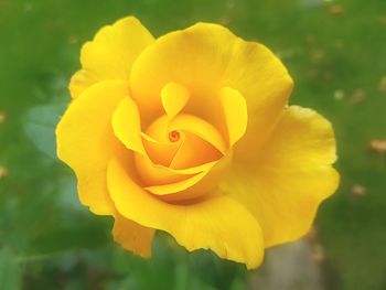 Close-up of yellow flower blooming outdoors