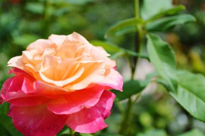 Close-up of rose plant