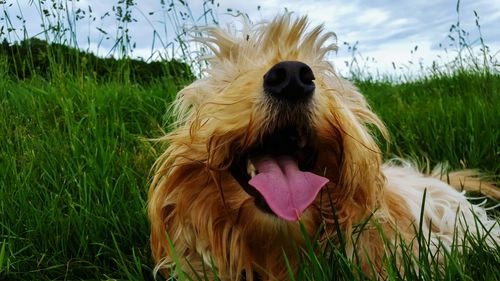 Close-up of dog with open mouth