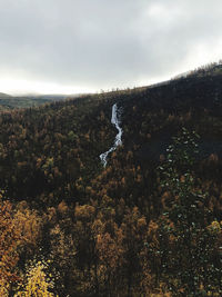 Scenic view of forest against sky