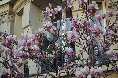 Low angle view of pink flowers on tree