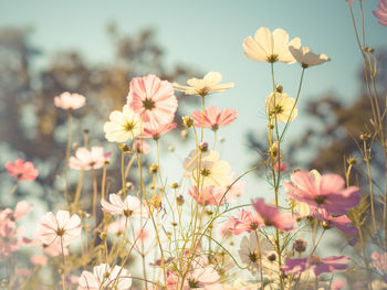 Close-up of flowers blooming against sky