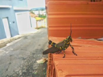 Colored grasshopper