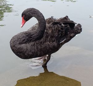 Swan swimming in lake