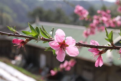 Close-up of pink cherry blossom