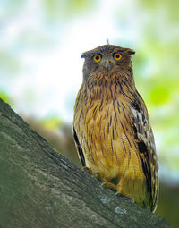 Close-up of owl perching on wood