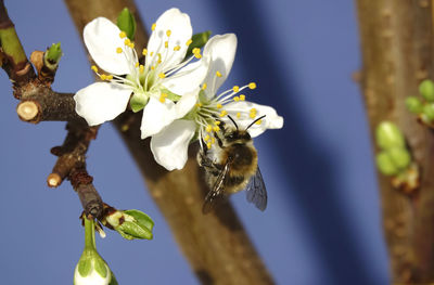 Close-up of bee on mirabelle blossom