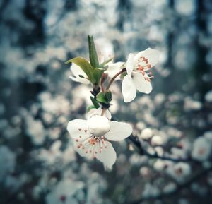 Close-up of white cherry blossom