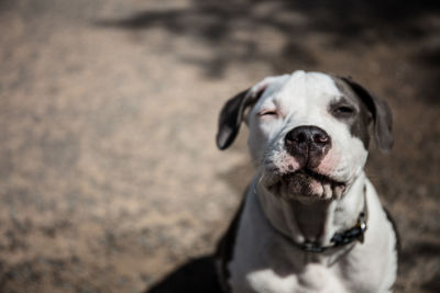 Close-up of dog sitting outdoors