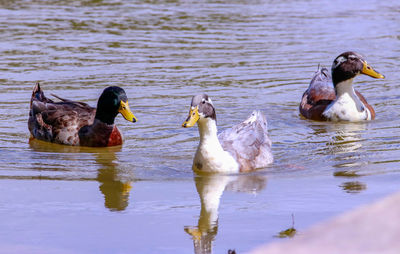 Ducks in a lake