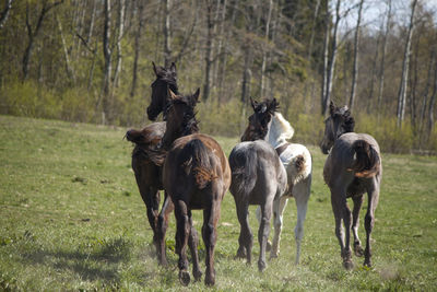 Horses in a field