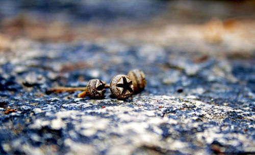 Dried nuts on rock