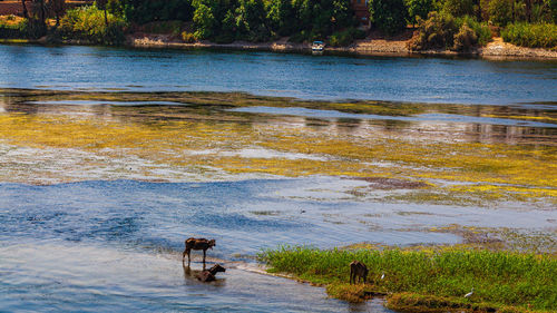 Scenic view of lake