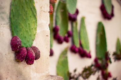 Close-up of succulent plant