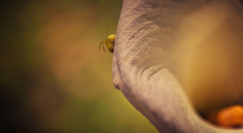 Close-up of bee on finger