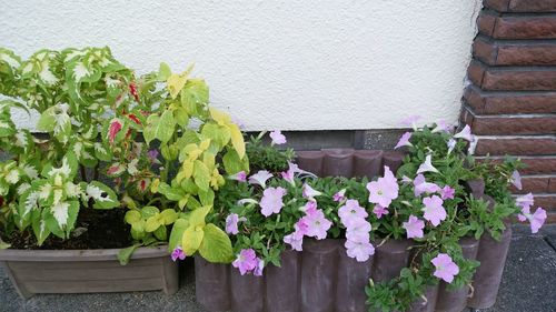 Close-up of flowers blooming outdoors